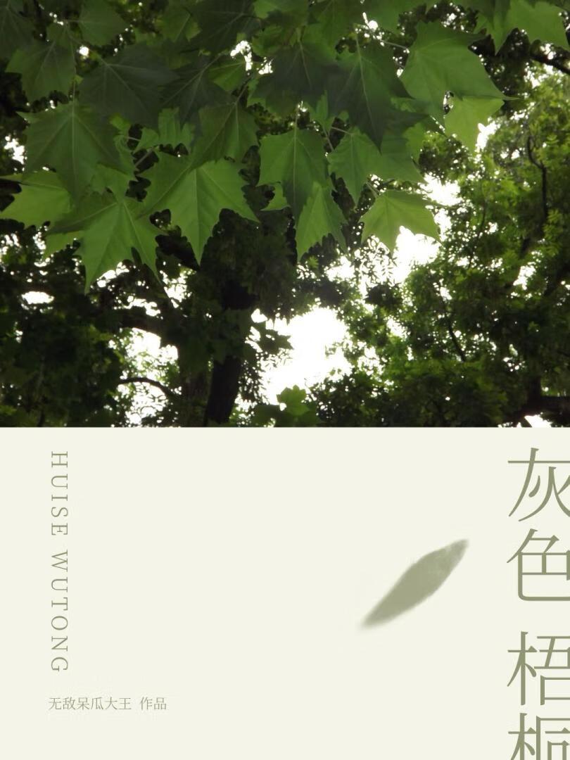 灰色梧桐
